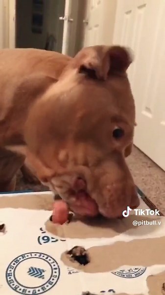 Funny and Strong Pitbull Gets Mad 🐾