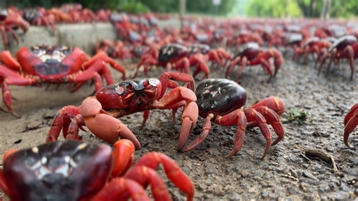VIDEO: Christmas Island red crab migration underway
