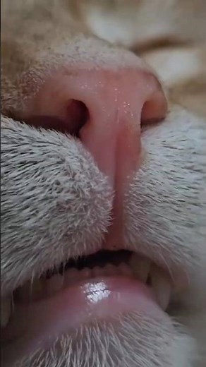 Random Cat Moments Compilation | Try Not to Laugh 😂