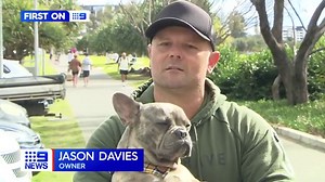 10K views · 152 reactions | Surfing the sidewalk a French Bulldog has learned how to skateboard. The adventurous pup shows off his skills along Kirra's esplanade. #9News | Weeknights at 5.30pm | 9 News Gold Coast | Facebook
