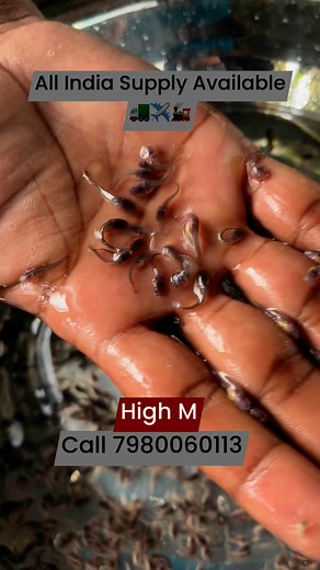 47 reactions | Kolkata Naihati ka fish wholesale price.for all India Supply.All Types of FISH SEEDS & Spawn Available here..Call or WhatsApp-89813116467980060113All Types of fish seed Available PATHAK INTERNATIONAL FISH SEEDS COMPANY PVT. LTD. pathakfishseedsupply@gmail.com#fishing #rupchanda #fish #firming #supplier #seeds#pathak #fishsupply #fishing | Pathak Fish Seed Supply | Facebook