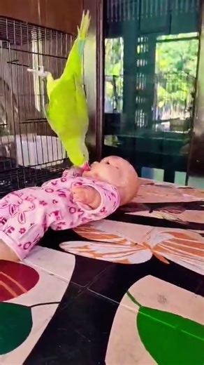 #parrot #talkingparot #birds #talkingparrot #cute #funny #cutebird #nonstoptalkingparrot