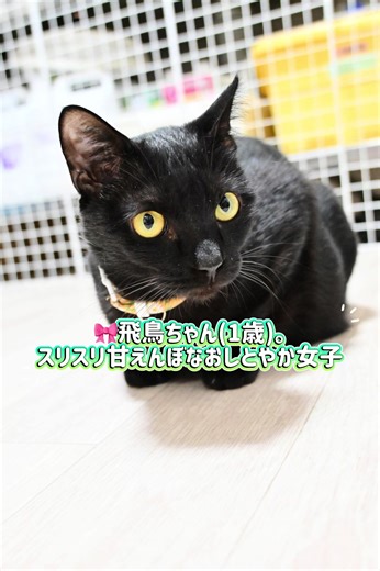 TikTokでNPO法人 CATS WELCAREさんをチェック！
