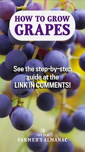 20K views · 286 reactions | If your grapes aren’t ripening, pinch back some of the foliage to let in more sunlight. You'll want to make sure they're fully ripe before picking, as grapes will not continue to ripen after they're off the vine. Find more growing tips at the link in the comments below!  | The Old Farmers Almanac | Facebook