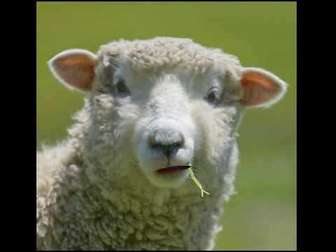 Talking Animals - Sheep saying Good Morning