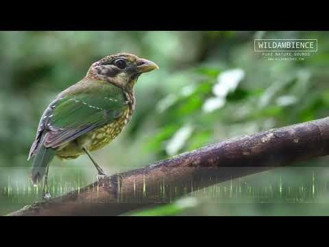 Spotted Catbird Sounds - Bizarre cat-like wailing calls