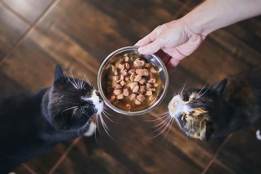 🐱 [8 Steps] HOW To KEEP Cats From EATING EACH OTHER’S FOOD - MyCatTips
