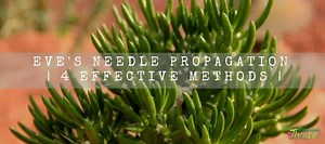Eve's Needle Propagation | 4 Effective Methods | Succulent Thrive