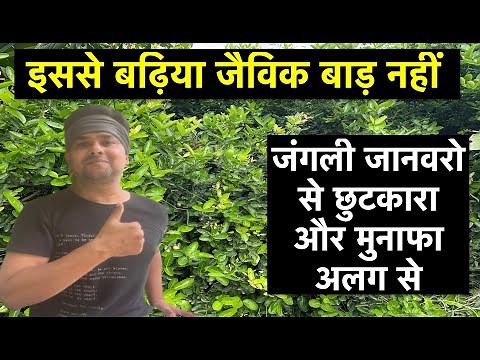 Best Bio-Fencing Using Karonda Plants | Low Cost - High Benefits | Profitable Live Fencing Model