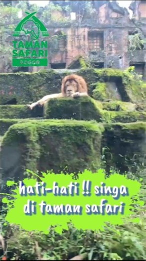 #rastorychannel panggil aku singa sang raja rimba #tamansafariindonesiabogor #singa #rajarimba #lion