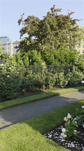 226K views · 3.8K reactions | The Kelleher Rose Garden in the Back Bay Fens is in full bloom, with 1,500 roses flowering right now — a peak moment to visit. 懶 | Only In Boston | Facebook