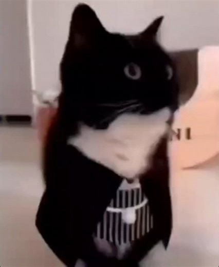 Midnight on Instagram: "a chibi tankmorph commission for someone on discord of their real life Leopard 1A5 tank!! omggg #tankmorph #digitalart #originalcharacter #leopard1a5 #livingmachine #anthro #kitty #myart #commission #chibi"