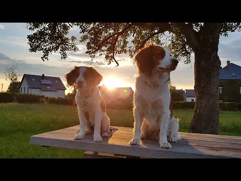 Kooikerhondje Luuk & Kayne - A recap of last year