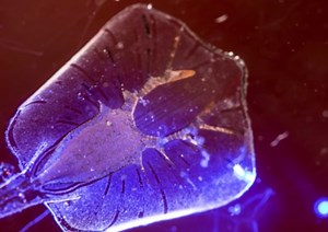 Aquatic Cyborg Uses Living Cells to Swim | The Mary Sue