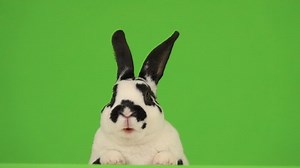 Talking Rabbit Isolated On Green Screen Stock Footage Video (100% Royalty-free) 1056275612 | Shutterstock