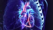 Beating healthy human heart x-ray 3D render video loop motion concept...