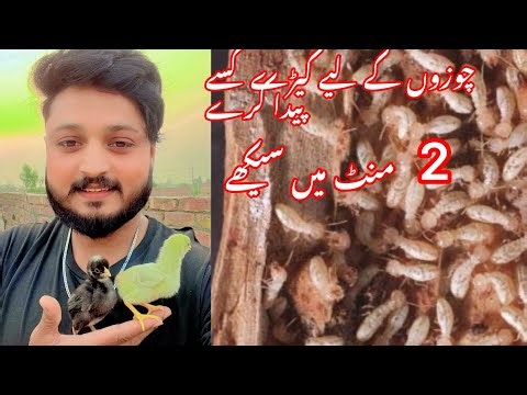 How to breed insects. Learn in 2 minutes