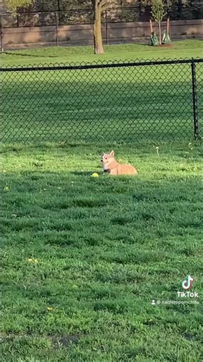Loquito #pomchicore #pomchi #nacho #chihuahua #pomeranian #funnydogvideos #loco #puppy #doglife #fun