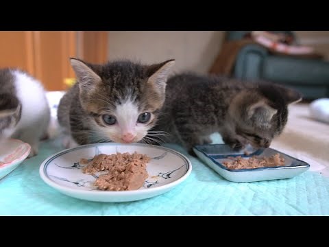 おしゃべりしながらご飯を食べる子猫達 kittens talk while eating