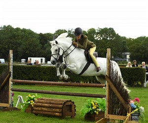 6 reasons why Connemara ponies are simply the best - Horse & Hound