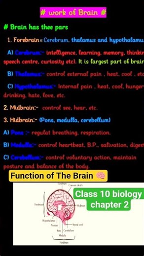 Class 10 biology chapter 2 control and coordination#Function of the brain in one shot revision video