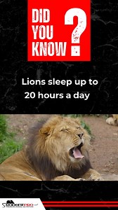 Did you know Lions sleep up to 20 hours a day? 🦁 When they’re awake, they need the energy to hunt and thrive, just like your carnivores need premium-quality feeders for peak performance. Stock up today! rodentpro.com | RodentPro.com