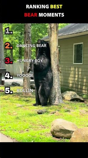 Funny Cute Insane Bears Ranked! #shorts #viralshorts