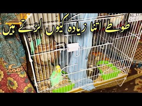 Parrots Larte kyun hain ??? Daily vlog