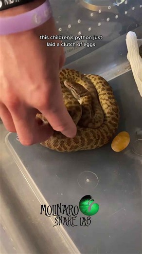 Hatching a Children’s Pythons!