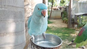 10K views · 1K reactions | Natural Parrot Sounds | Parrot Calling Sounds | Parrot Paradise | Facebook