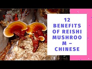 12 benefits Of Reishi Mushroom Chinese Medicines Most Sacred Herb