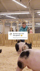 How to win at hog showmanship! Pig shows explained. #showpigs #showmanship #pigs | Dadson Farms