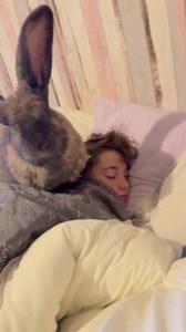 20K views · 254 reactions | Gizmo, the huge rabbit, got onto the bed with his owner and their son to chill out. He undoubtedly chose the best seat possible and just sat on the kid's head, making his owner laugh. | Jukin Copyright Management | Facebook