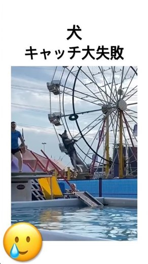 犬 キャッチ大失敗