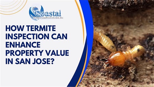 How Termite Inspection Can Enhance Property Value in San Jose?