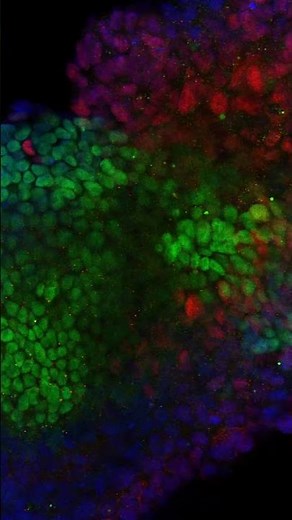 Placental Development: Mouse Embryo Immunofluorescence Staining