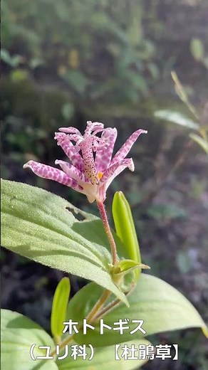 ホトトギス （ユリ科） 【杜鵑草】 #山野草 #秋の野草 #野山の花 #山の花 #植物図鑑 #低山 【山川草木図譜】
