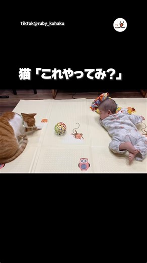 遊びに誘う猫｜PECO