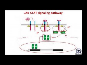 JAK STAT Signaling Pathway