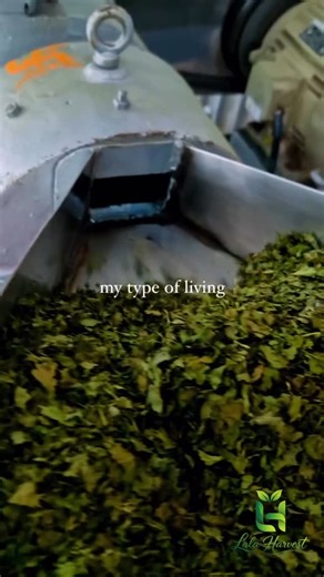 Lala Harvest | Coriander Powder Manufacturing Process For more details Contact : 7441171404 #burhanpur #business #viralvideos #fypシ❤️💞❤️ #explore | Instagram