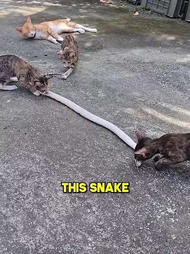 Snake Pretends to Be Dead to Lure Kittens