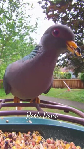 A Rock dove stopped by the bird feeder today