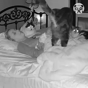 Sleeping with cats | Crafty Panda