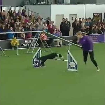 Border Collie on an Agility Course