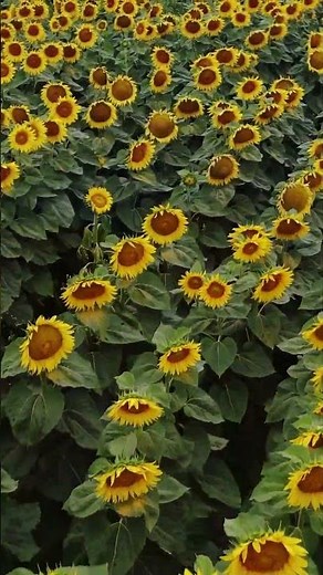 【美しき名曲シリーズ】映画『ひまわり』主題曲 Love Theme From Sunflower Yoshimi（ショート版） ＃映画音楽 ＃NOWAR ＃ I Girasoli #平和への祈り