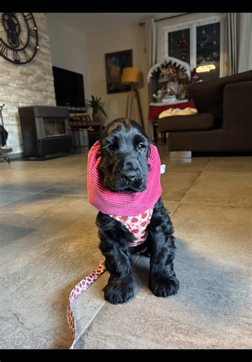 Trop fan de son outfit 💗 #elevagefamilial #cocker #puppydog