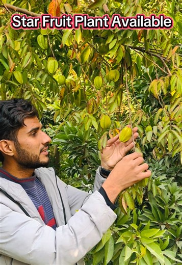 Star Fruit plant available at Pattoki nursery farm #plants #delivery #star #fruit #landscape