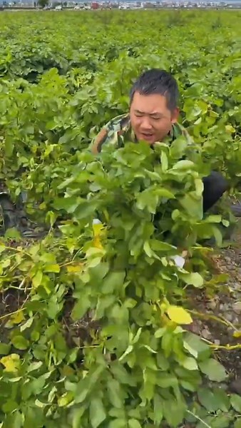 Amazing Potato Harvesting in China 😱 | Satisfying Farming Process | Fresh Potato Collection