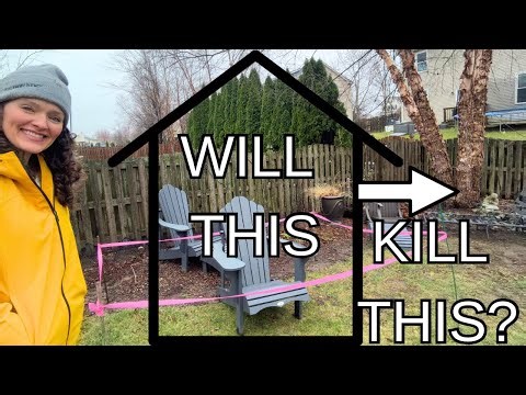 Can You Put a Shed Near a Tree? (Without Damaging Roots?)