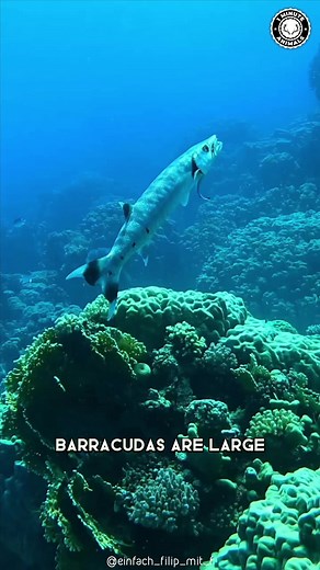 19K views · 1.1K reactions | Barracuda  One Of The Most Dangerous Ocean Creatures! #barracudafish #fishing #oceanlife #barracuda #oceancreature #fishlover #fishlive | 1 Minute Animals | Facebook